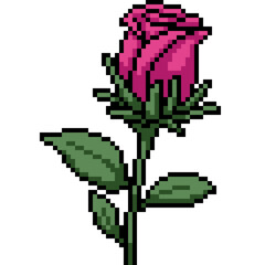 pixel art of rose bloom grow - 791268476
