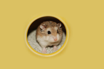 Roborovski hamster peeking through a hole