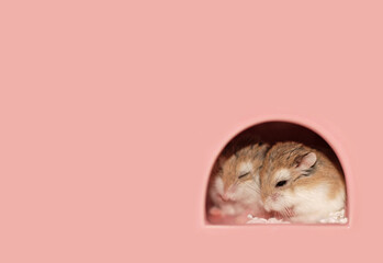 Roborovski hamster sisters snuggling and sleeping together