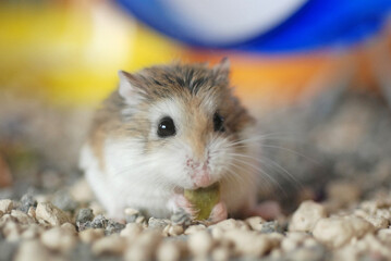 Roborovski hamster eating pumpkin seeds