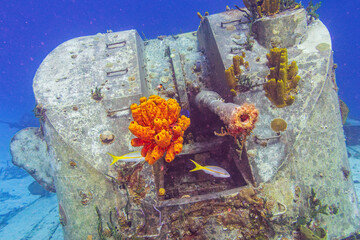 Coral Power on the M/V Keith Tibbets - obrazy, fototapety, plakaty