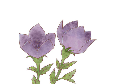 桔梗の花 Images – Browse 268 Stock Photos, Vectors, and Video