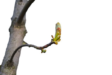 png spring tree branch isolated on white. spring tree branch. branch of a tree. green leaf in...
