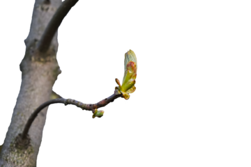 png spring tree branch isolated on white. spring tree branch. branch of a tree. green leaf in spring png. plat of the tree in summer. blossom with leaves tree png background. wood and floral.fauna art
