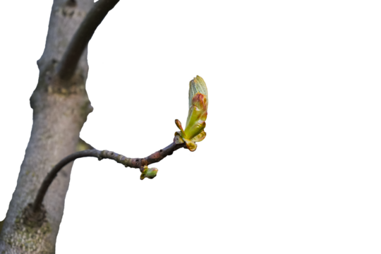 png spring tree branch isolated on white. spring tree branch. branch of a tree. green leaf in spring png. plat of the tree in summer. blossom with leaves tree png background. wood and floral.fauna art