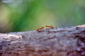 ant on a tree