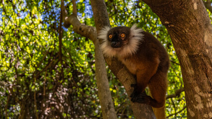 A female Eulemur macaco is sitting in a tree, staring intently. A charming lemur endemic to...