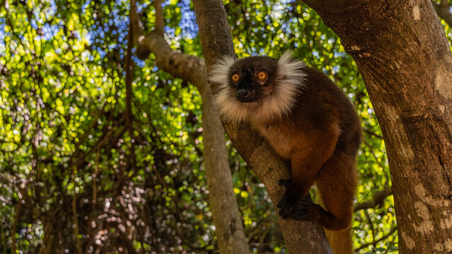 A female Eulemur macaco is sitting in a tree, staring intently. A charming lemur endemic to Madagascar with fluffy brown fur, bright orange eyes, white tufts on a head. A soft background green foliage