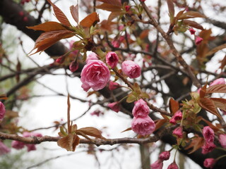 八重桜 P4221114