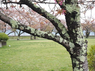 苔むす桜の木 P4221116