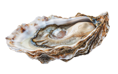 Fresh raw oyster isolated on a white background
