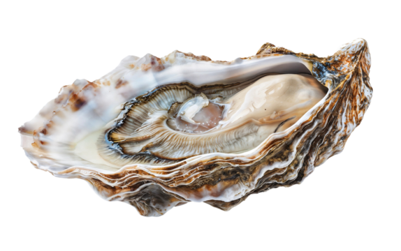 Fresh raw oyster isolated on a white background