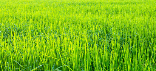 Rice Field Background, Jasmine Rice Organic Agriculture Farm Raw Food Indredient Traditional Asian...