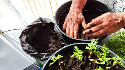 planting seeds in the pot