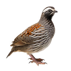 Beautiful Quantum Quail Isolated On White Background