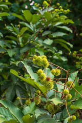 A cluster of baby rambutan fruits growing in the summer morning