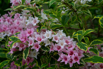 Single beautiful pink azalea with deep pink spots. (Rhododendron simsii, George Taber azalea). Azalea hedge flowers with selective focus. Bright pink azaleas. 
