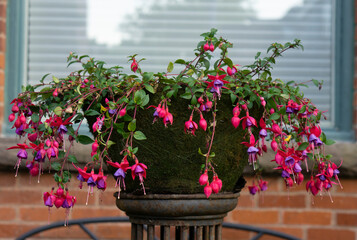 Fototapeta premium Purple Fuchsia in pot. Bright purple flowers in the pot. Selective focus of Fuchsia magellanica, Red pink flower in the garden, Hummingbird fuchsia background. 