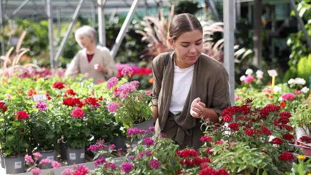 In garden store near shelf window case girl is touched and mesmerized by dense and thick rich inflorescences of decorative half-shrub pentas
