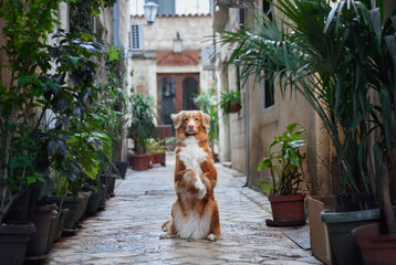 A Nova Scotia Duck Tolling Retriever dog performs a beg in a cobblestone alley, charming and skillful