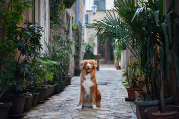 A Nova Scotia Duck Tolling Retriever dog performs a beg in a cobblestone alley, charming and...