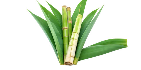 Obraz premium Watercolor pencil illustration of sugarcane. Generative AI