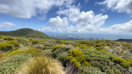 Lush native bush on the slopes of Mount Taranaki hiking up to the  alpine Pouakai Tarns - obrazy, fototapety, plakaty