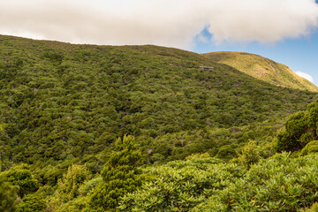 Lush native bush on the slopes of Mount Taranaki hiking up to the  alpine Pouakai Tarns