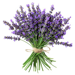 Fototapeta premium A bouquet of lavender flowers on a white background.