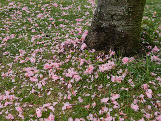 春の公園の新緑と地面に落ちる桜の花びらの風景