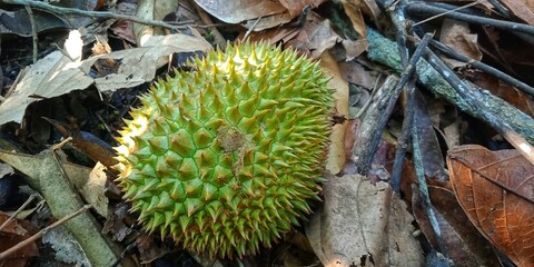 Durio zibethinuss murr or durian fruit that fell from the tree. tropical fruit that also grows a...