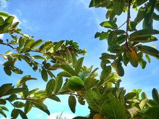 Close up of guava fruit on the tree. Look fresh and healthy