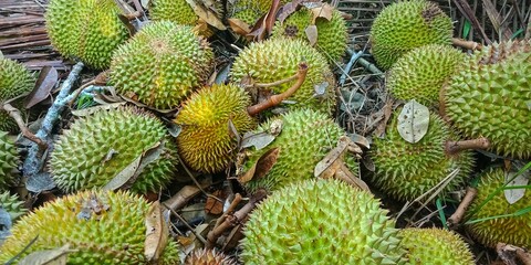 Durio zibethinuss murr or durian fruit that fell from the tree. tropical fruit that also grows a lot in Indonesia. has a characteristic odor. has the title of king of fruit
