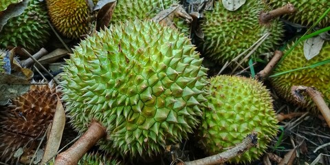 Naklejka na ściany i meble Durio zibethinuss murr or durian fruit that fell from the tree. tropical fruit that also grows a lot in Indonesia. has a characteristic odor. has the title of king of fruit