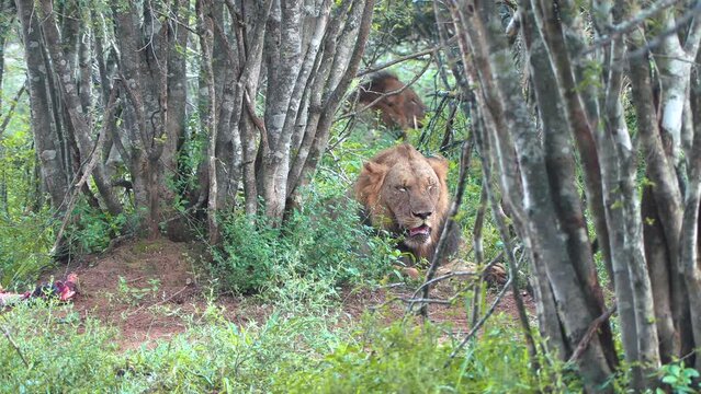 Male lions rest in the shade of a densely forested part of the game reserve.