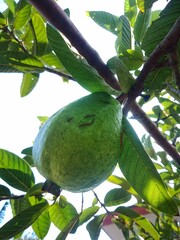 Close up of guava fruit on the tree. Look fresh and healthy