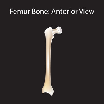 Femor Bone Femur bone Anterior view 3d illustration

