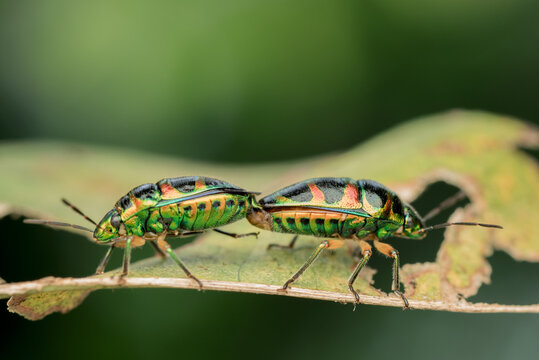 two beautiful Jewel Bug (Chrysocoris patricius) natural marco photography	