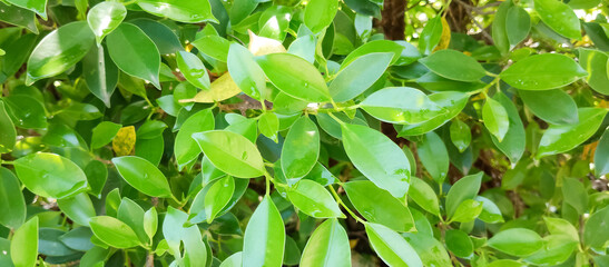 Leaf texture, leaf texture background