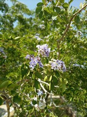 Flower of Lignum Vitae, Purple and white color flower.