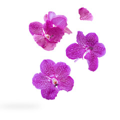 Beautiful pink-purple vanda orchid flowers falling in the air isolated on white background with...