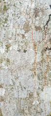 Tree bark texture