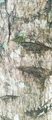 Tree bark texture