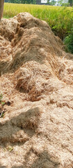 Rice straw
