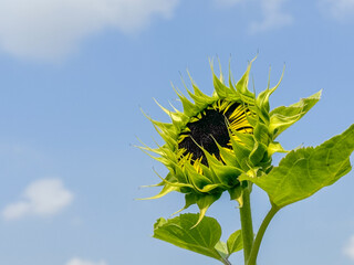 sunflower wClose up of pretty sunflower bud in the garden which became bloom. The common flower (Helianthus annuus) is an annual plant in summer season against the blue sky background in sith blue sky