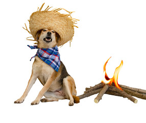 dog dressed for the June festivities in Brazil