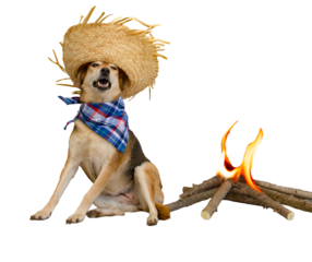 dog dressed for the June festivities in Brazil