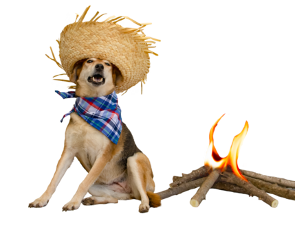 dog dressed for the June festivities in Brazil