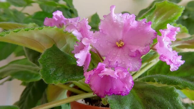 4k footage (Ultra High Definition) of pink African Violet (Saintpaulia) flowers in the pot with wavy petals and green leaves. Beautiful floral background.