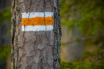 Forest trail sign on pine trunks in Latvian forests. Forest trail designation on pine trunks,...